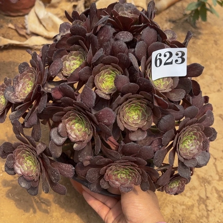 黑萝莉多肉植物623