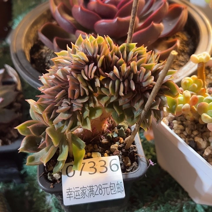 幸运的是我还没遇到过这样