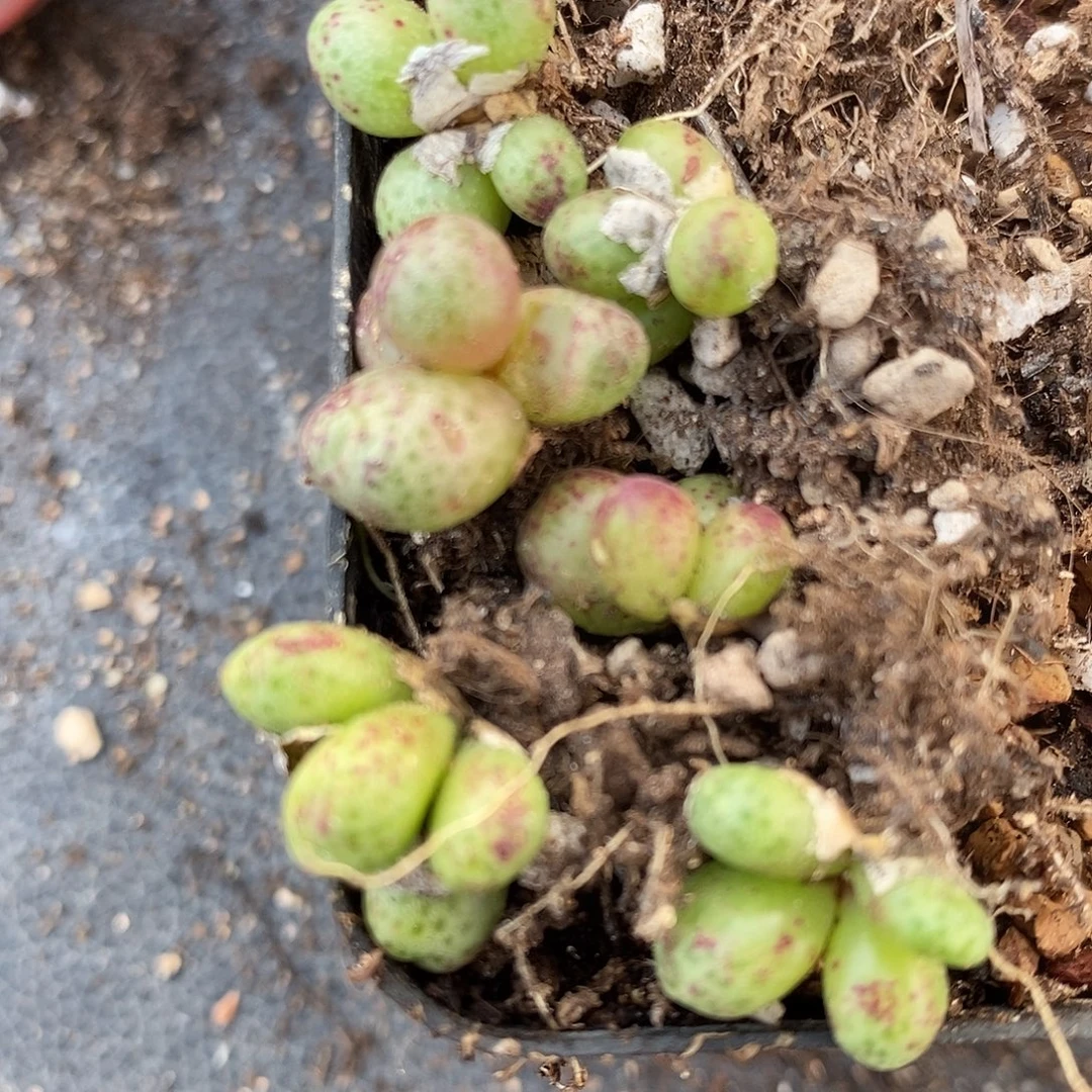 1678草莓斑马一组。