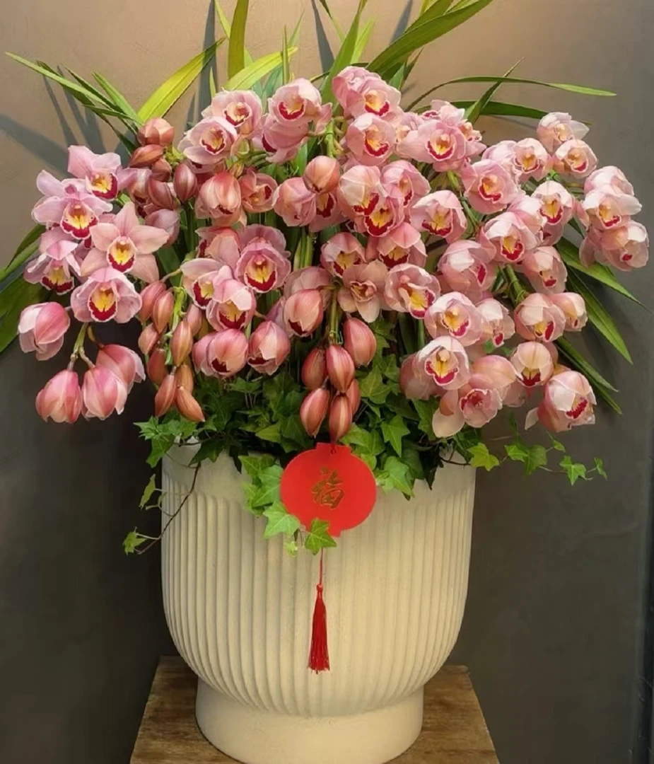 {福星} 拱兰 鲜切花品种 大粉花 大花蕙兰云南基地直发