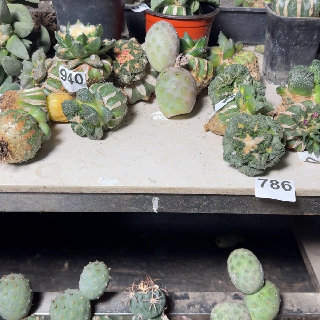 何***宠无花朵原地15002代