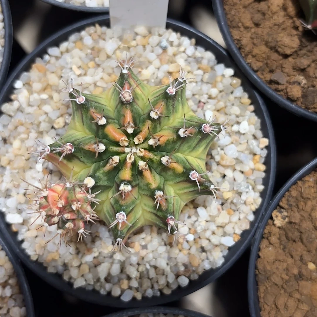 150-0612泰国发货多肉