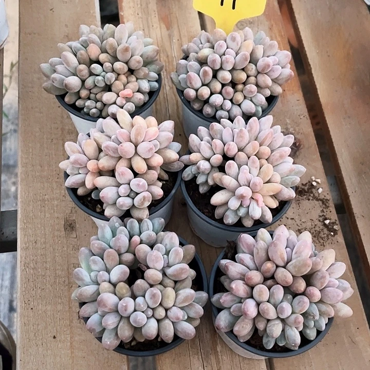 汤圆99号码牌子的话题