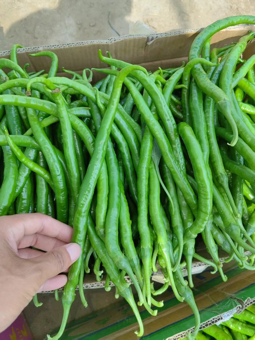 河南新鲜细长青线椒产地直供顺丰包邮炒菜美味（很辣）