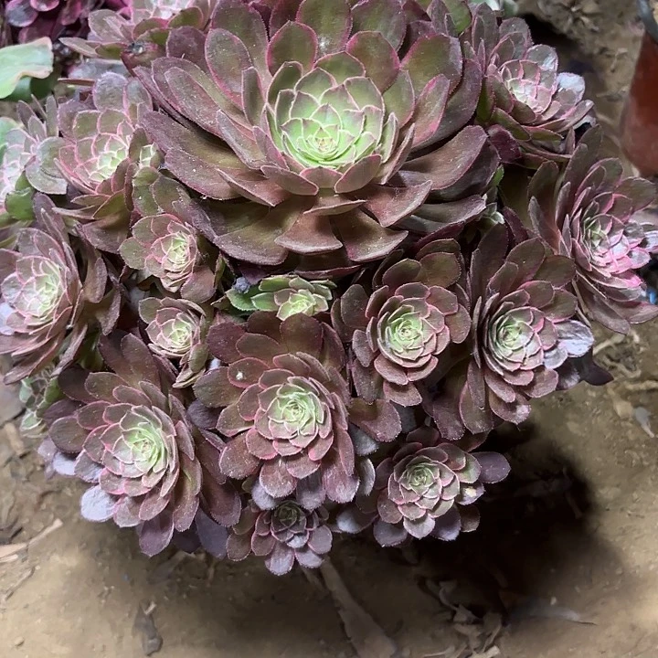 多肉植物莲花座26