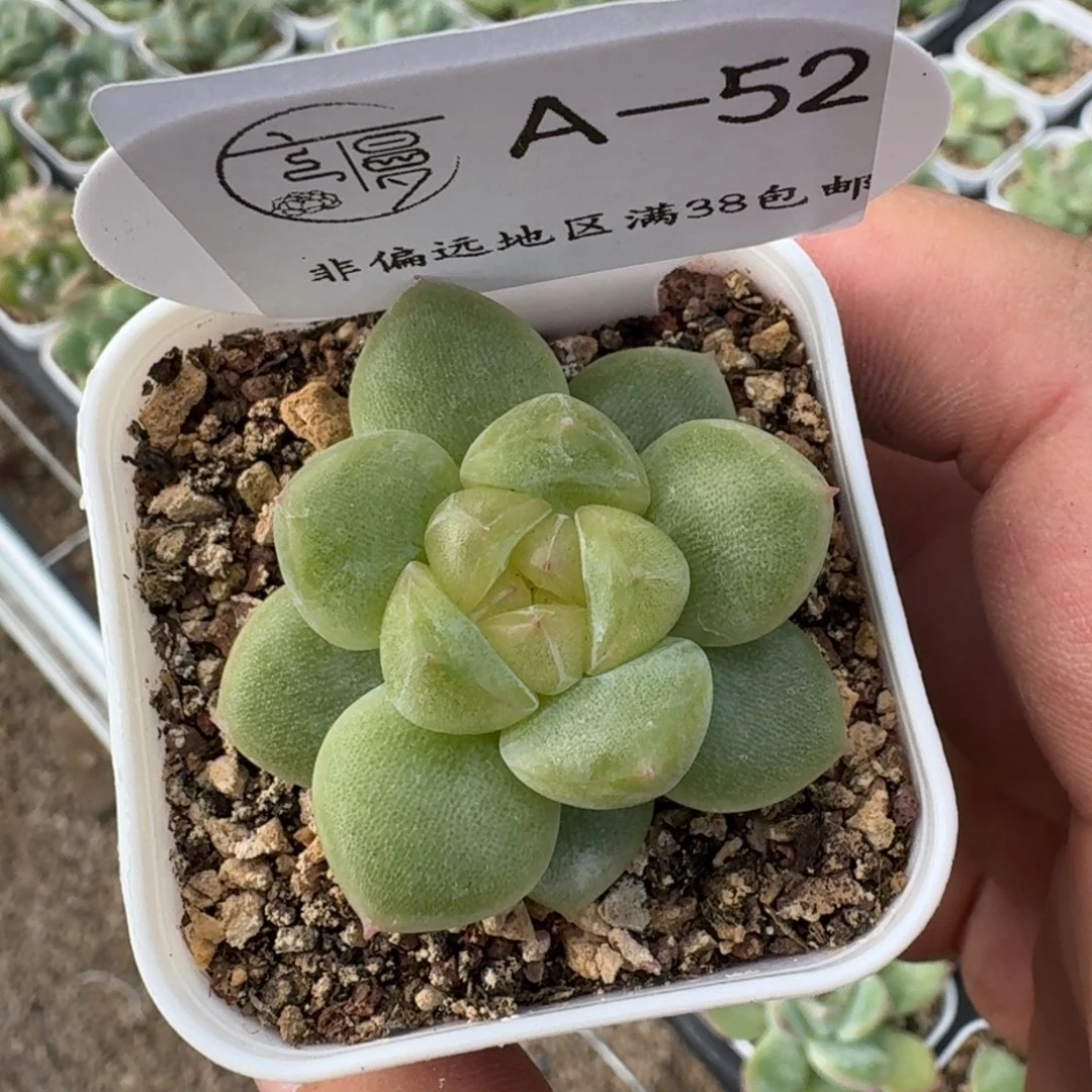 云慢花坊优选杂交一物一拍