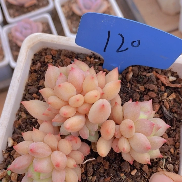 是吗这不还没有下班