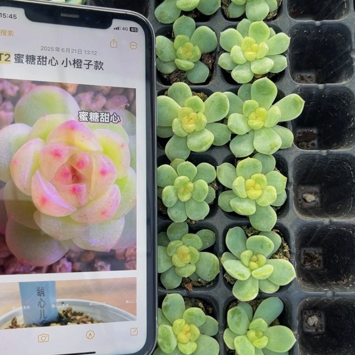 t2蜜糖甜心，满9.9包邮