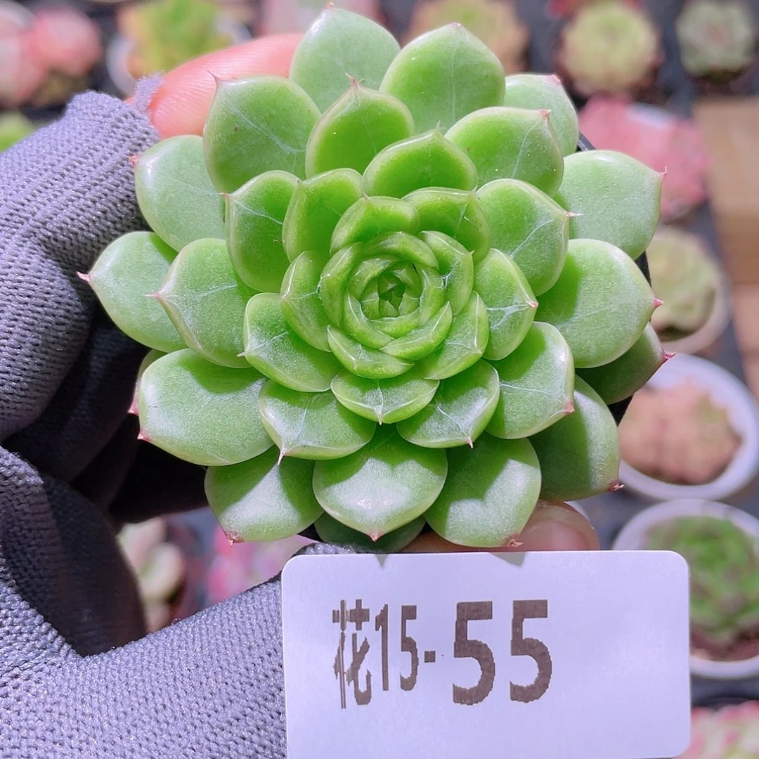 花利美15-55新品珍妮