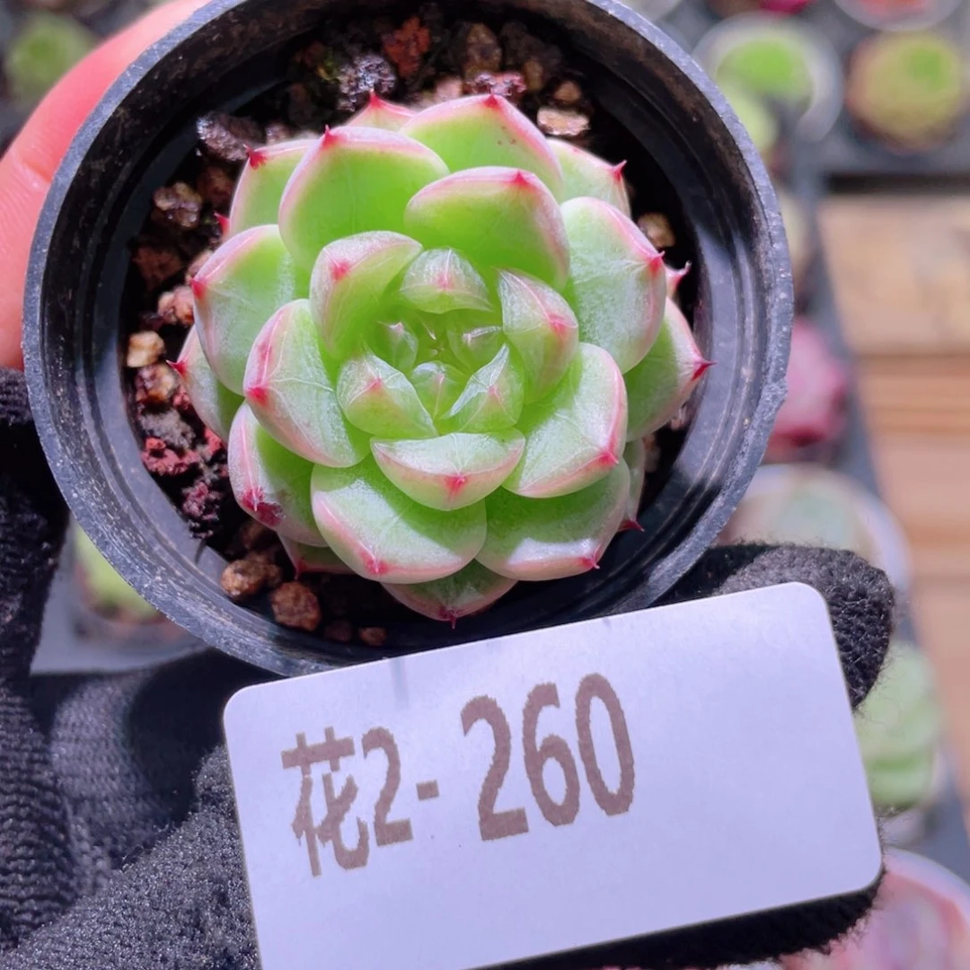 花利美2-260新品珍妮
