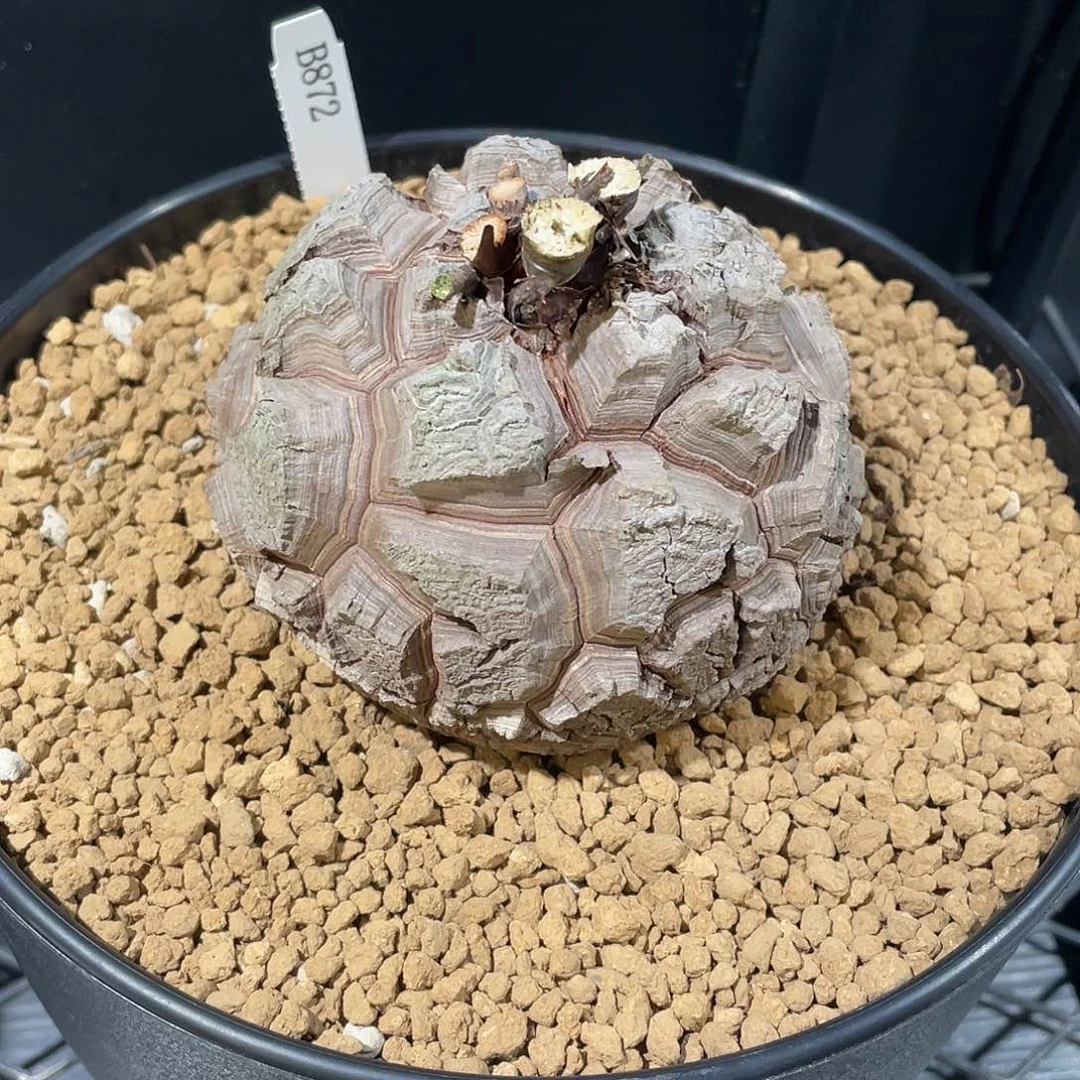 872号龟甲龙不退不换