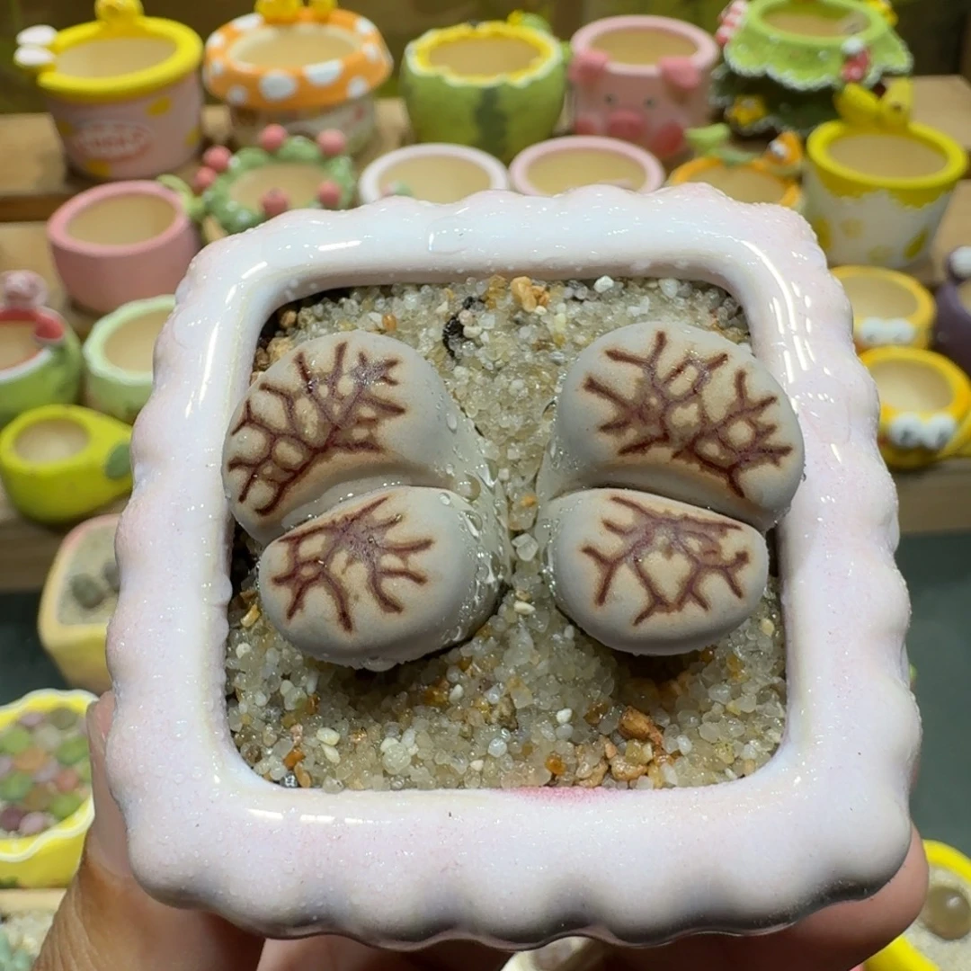 蘑菇1067菊化石多肉植物