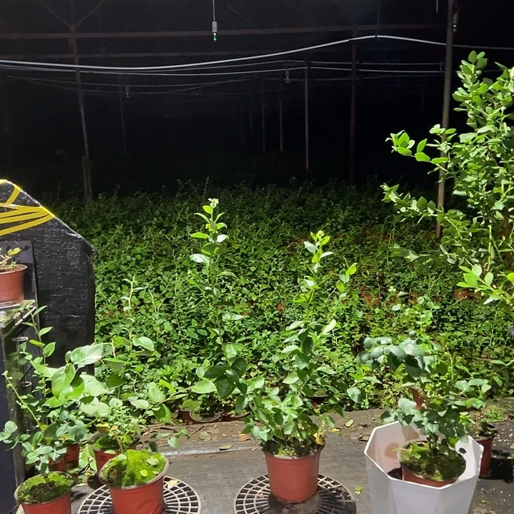 无花朵给哥哥和你姐姐家