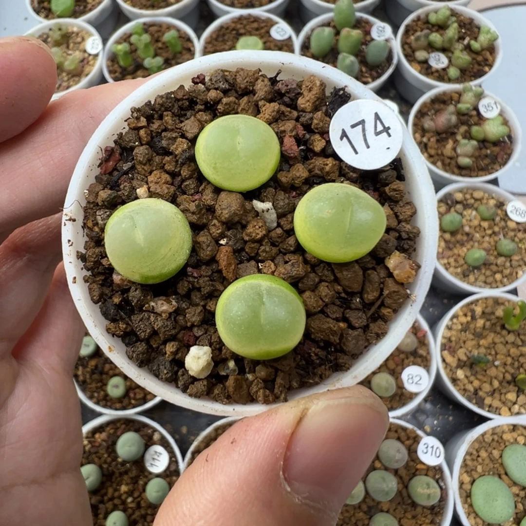 拉登一颗脱土1740000