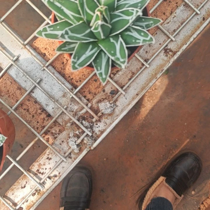 霏***霏笹之雪种子播种实生