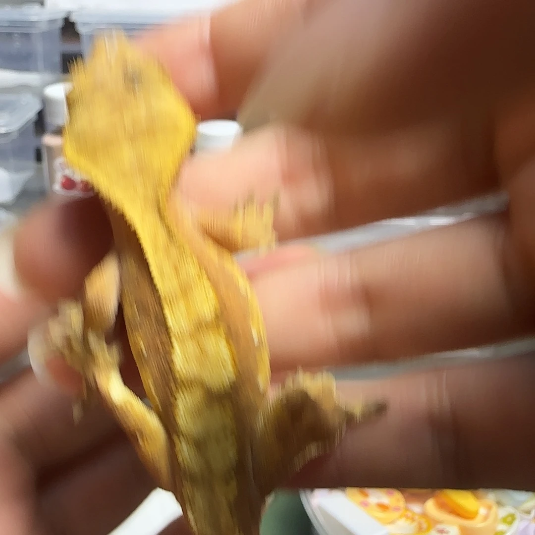 睫角守宫红底奶油亚成