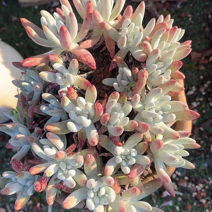 仙女杯多肉植物提取