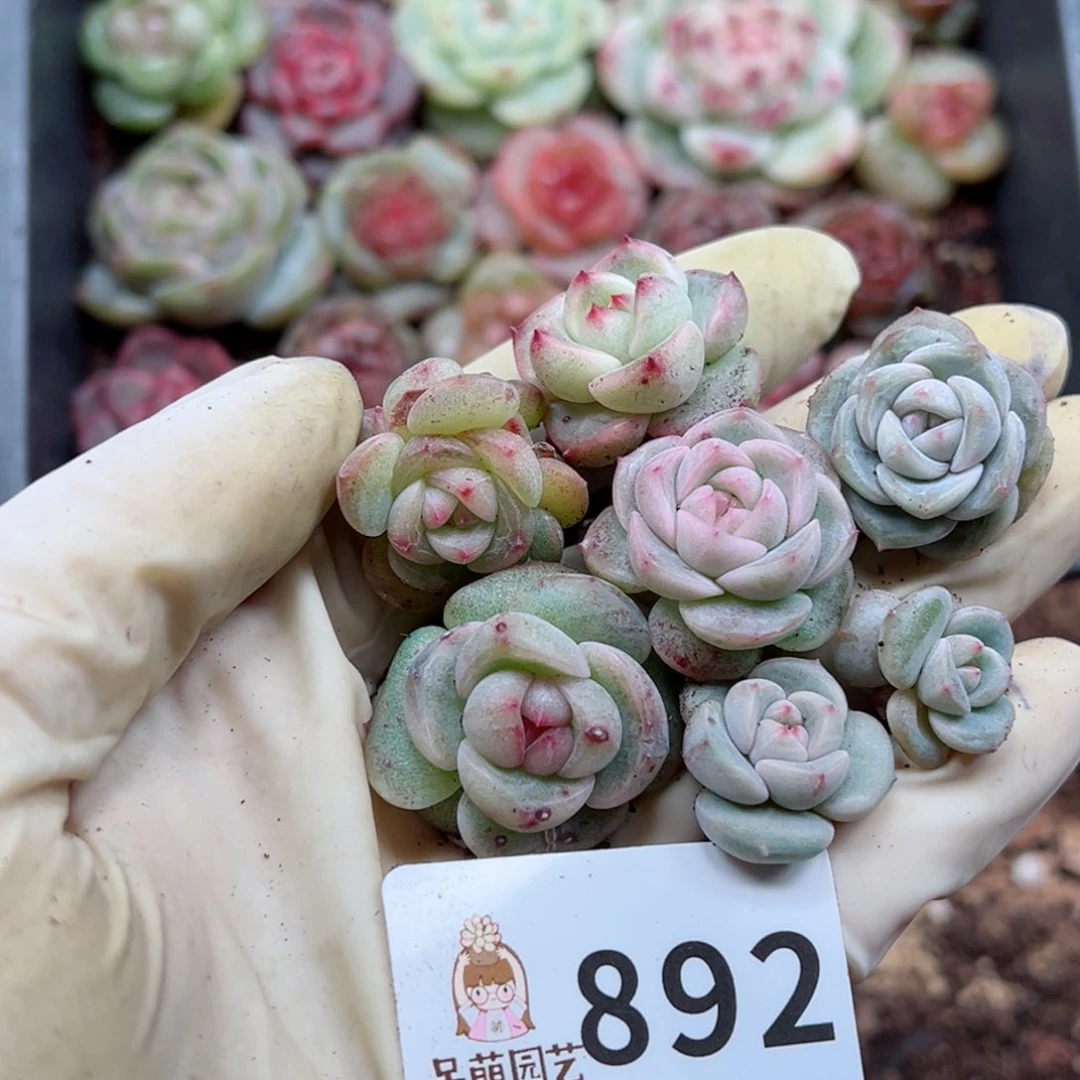 芳****d多肉植物多肉植物