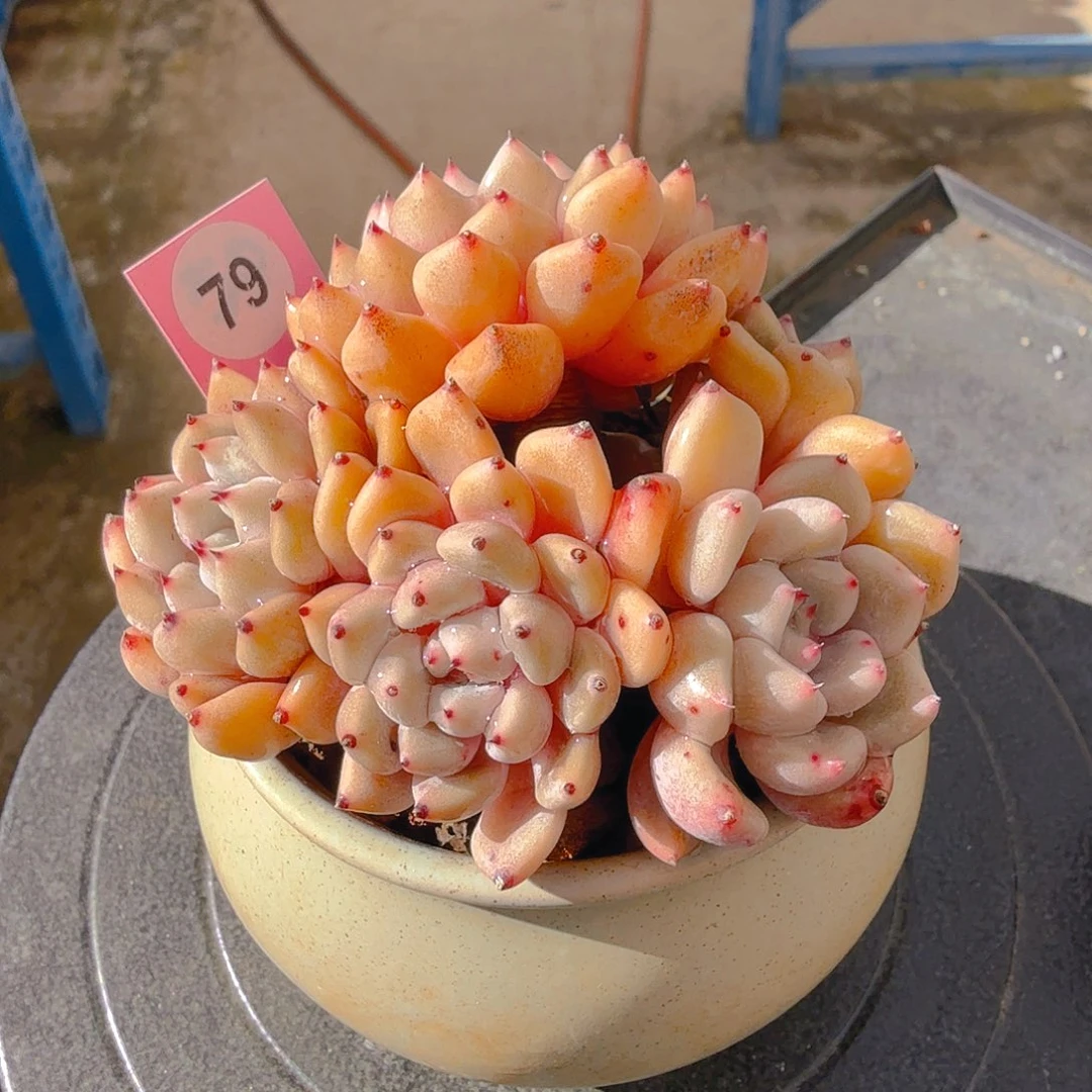 雪爪杂一图一物拍不退不换满68包顺丰