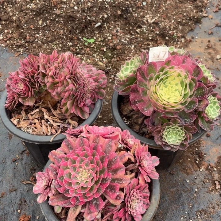 377组合海王，粉铜，荔枝缀诺米多肉法师锦不包侧枝断枝