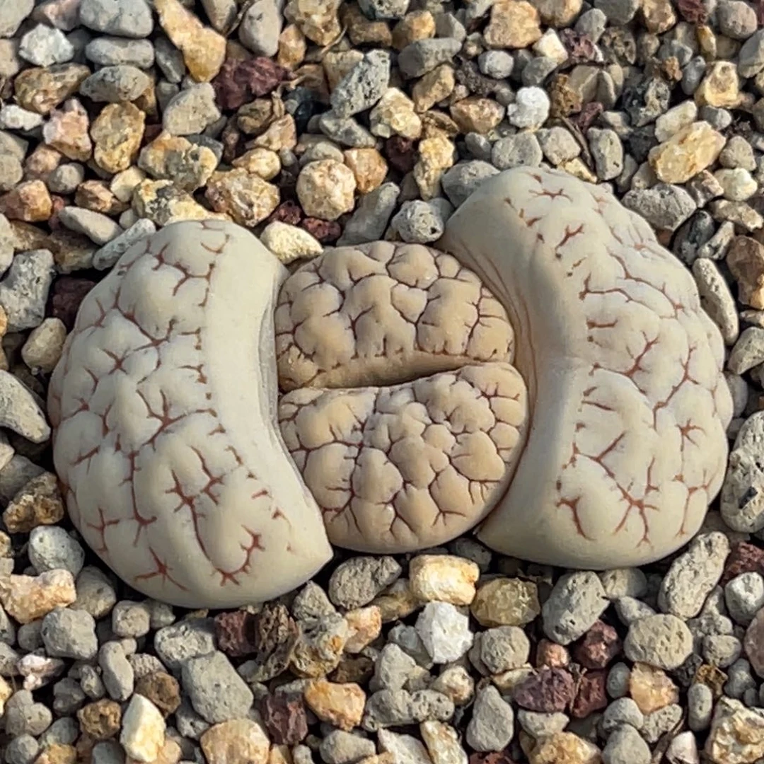 7853凹凸红纹189一颗