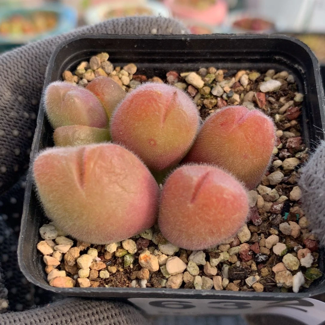 632毛翠滴母本一颗