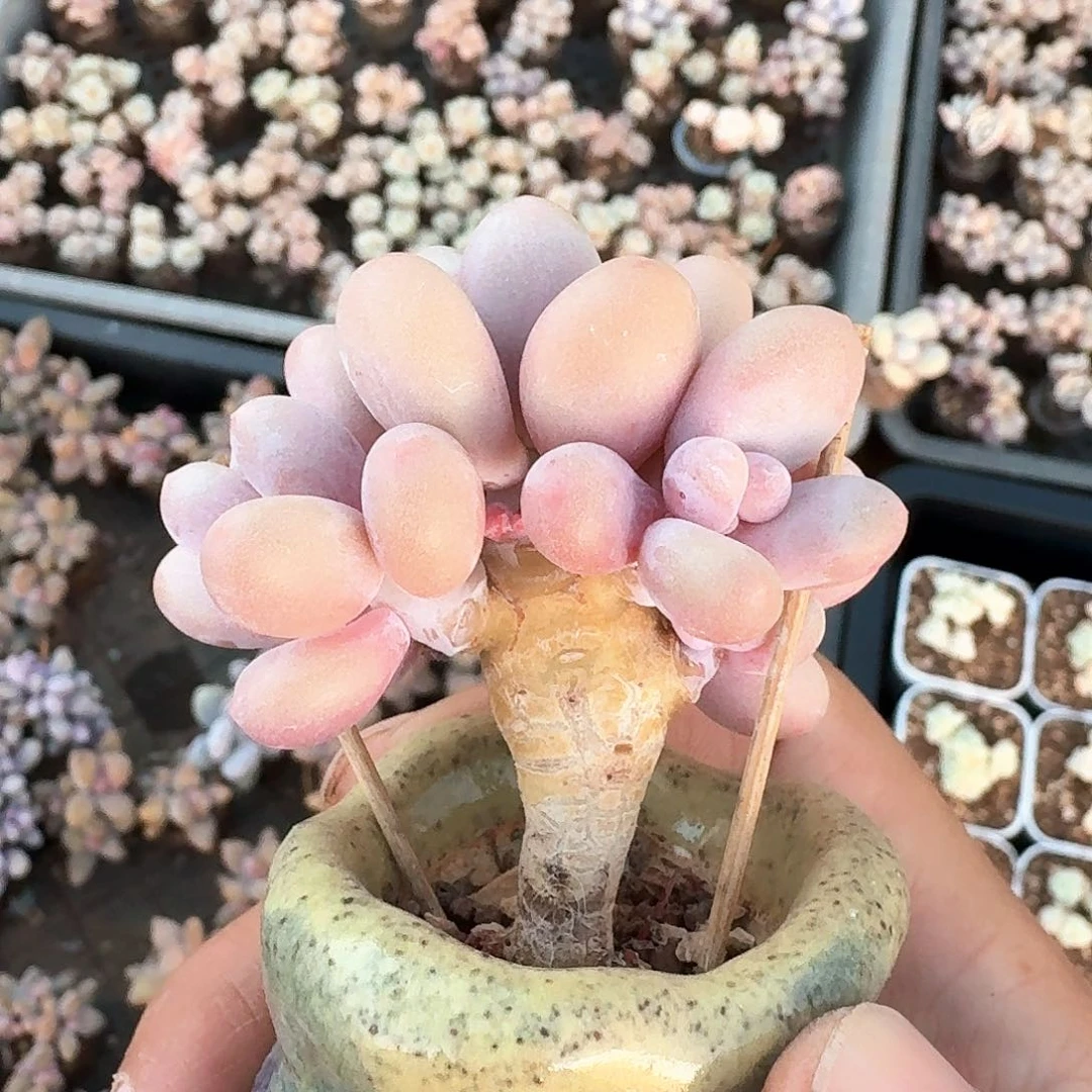 多肉奶酪小棒棒糖朵朵