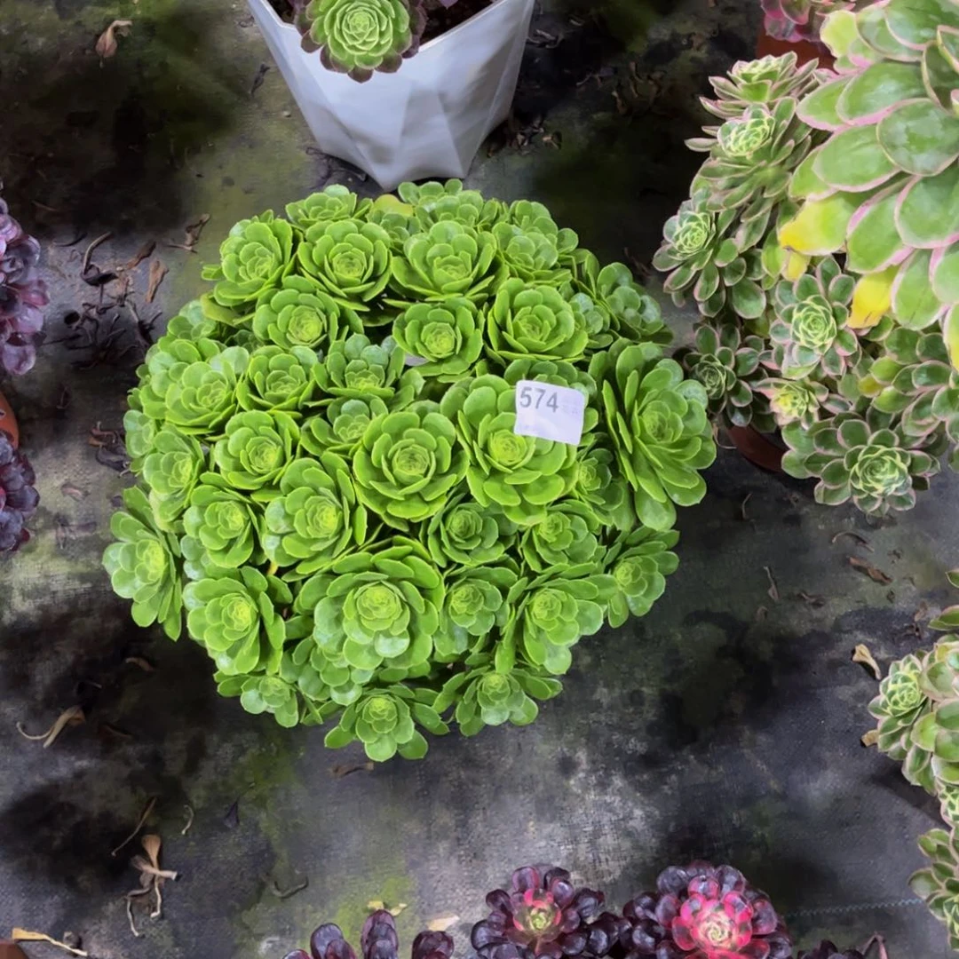 多肉绿杨蓉000000574