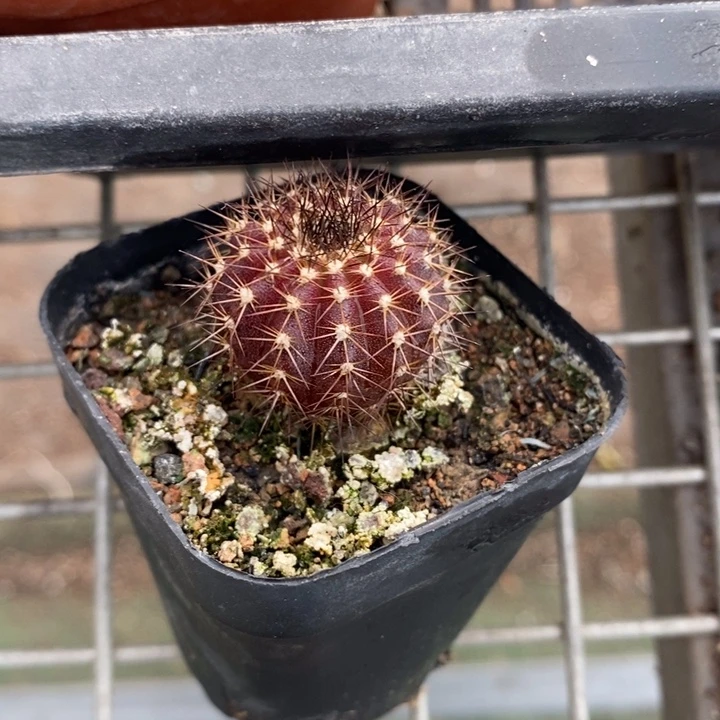 伯克利和格蕾纳等著名音乐家