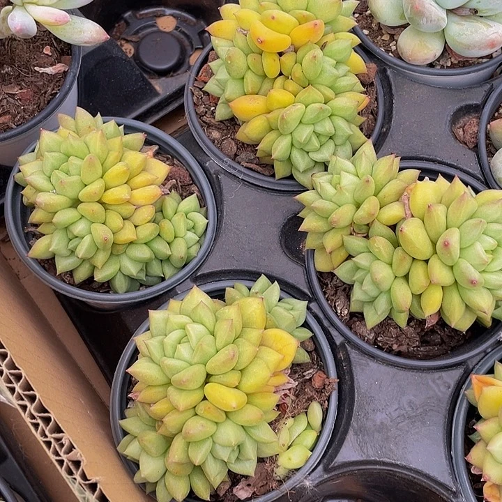 90盆黄金象牙带盆土发