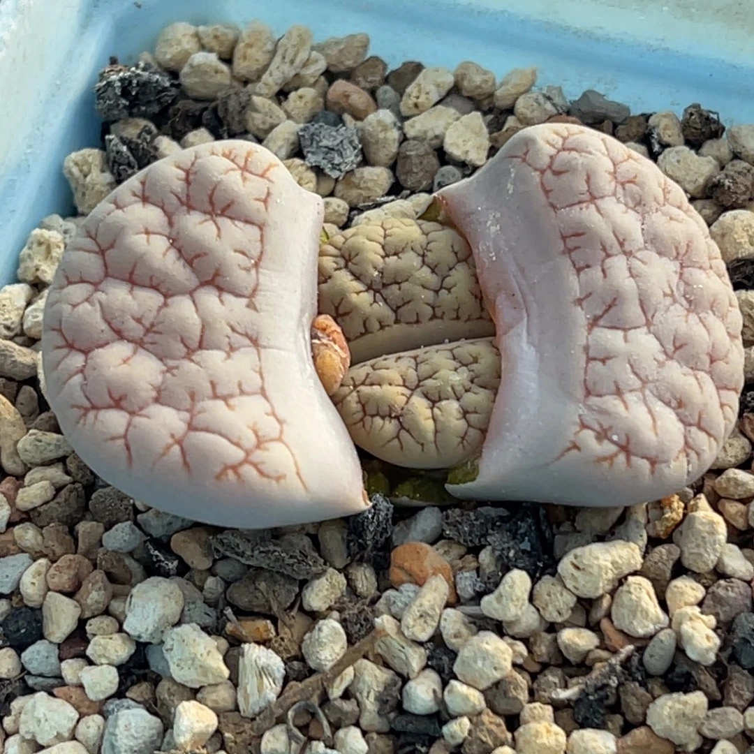 9045粉色睫毛脑纹189一颗