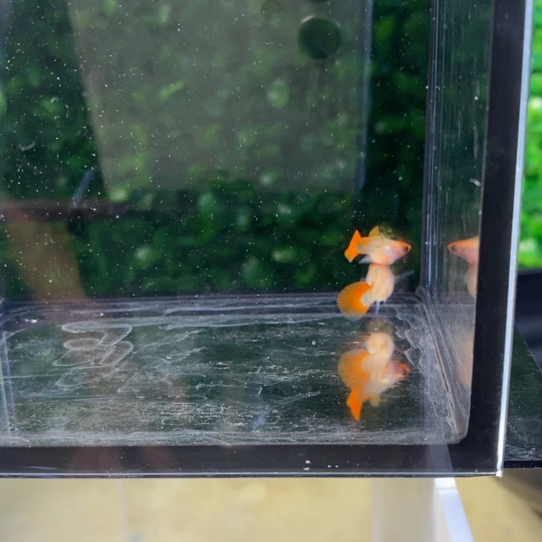 孔雀鱼红头玻璃猫压成一对