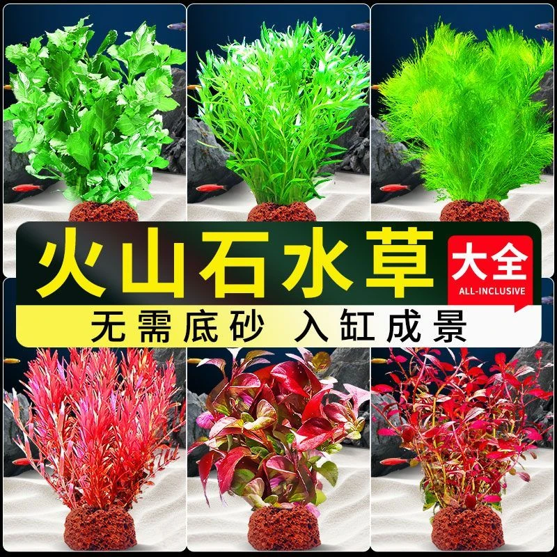鱼缸水草植物造景净化水质火山制氧水草鱼缸专用懒人装饰新型摆件