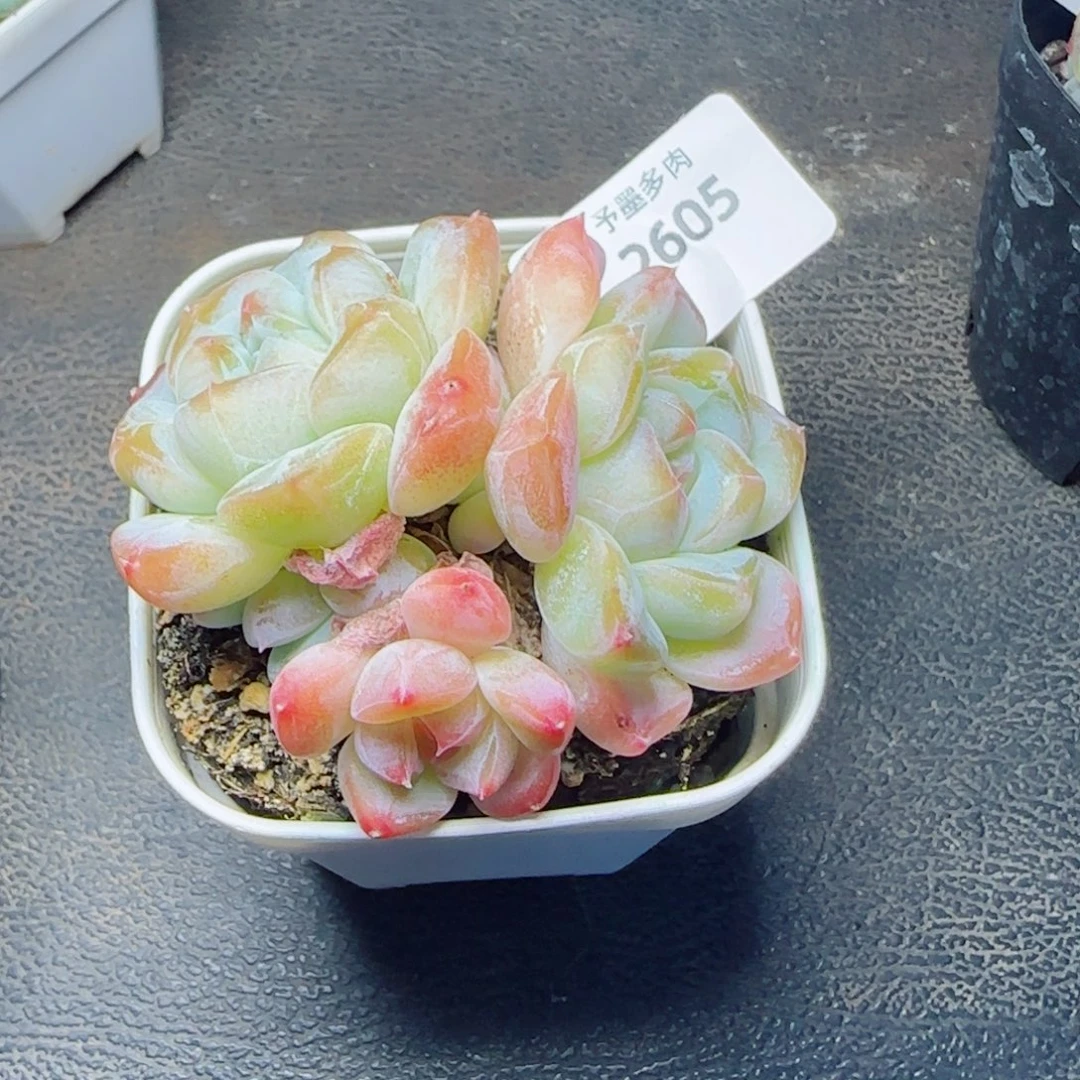 孤品，2605多肉植物