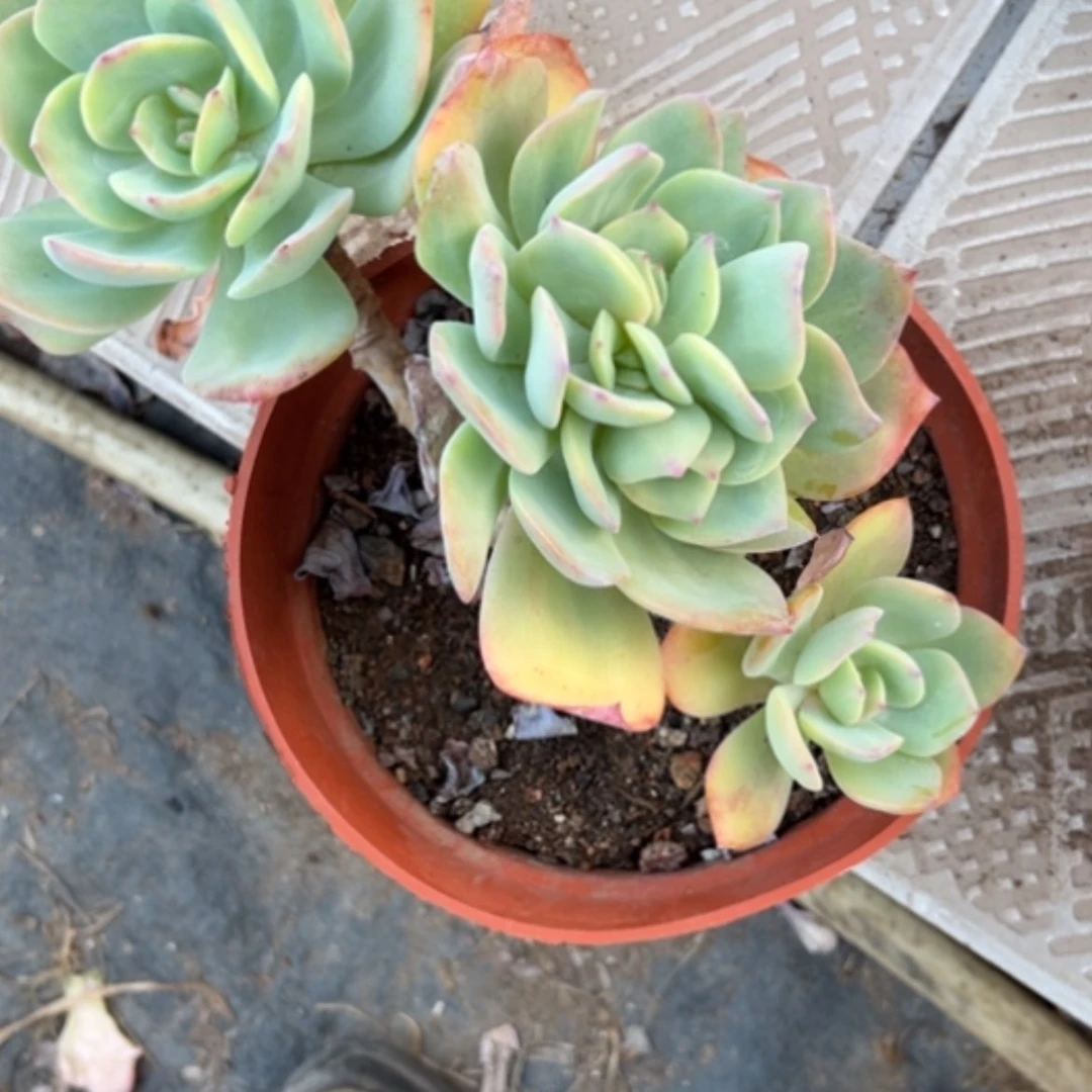 【闪购商品】爱****儿白凤