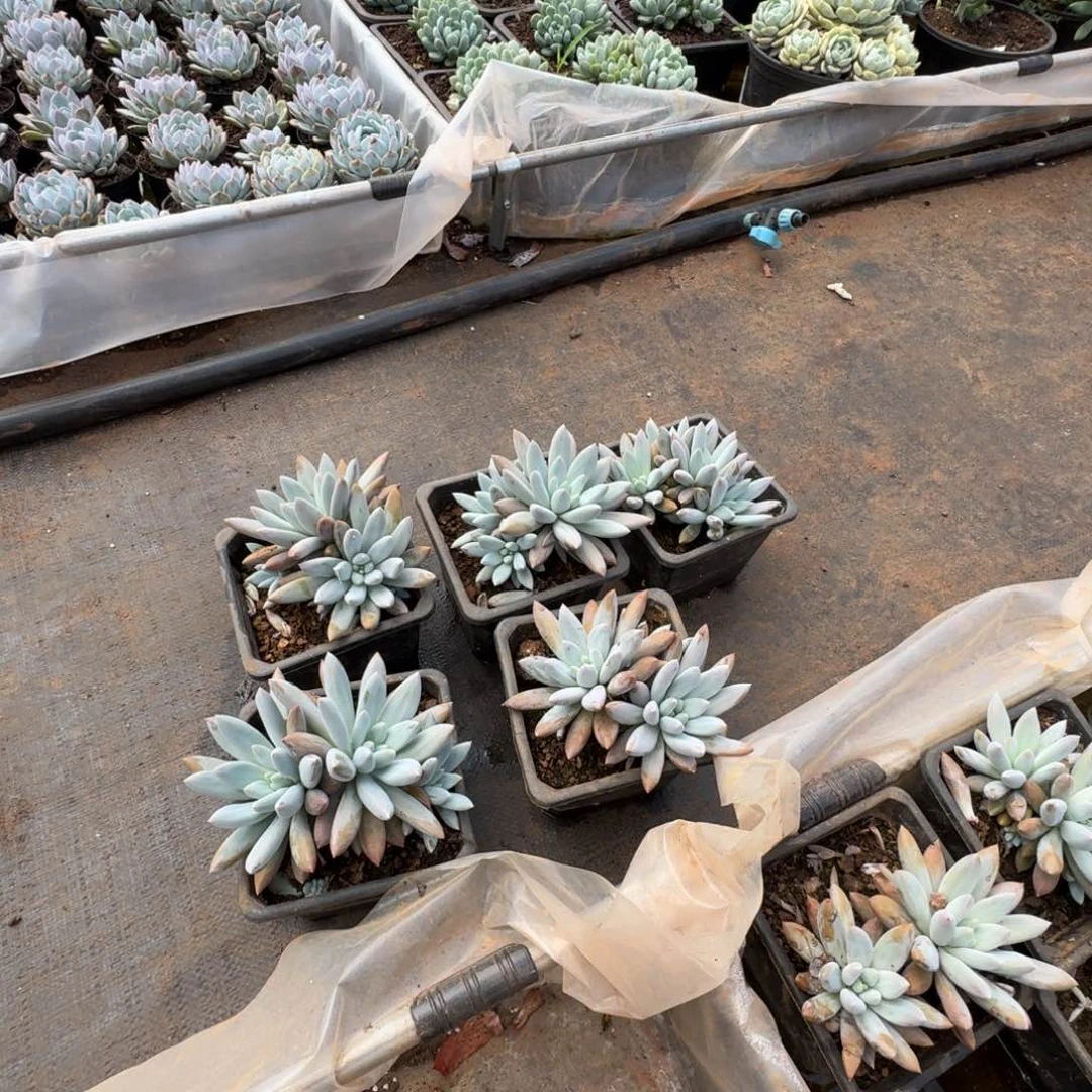 哥特萝莉多肉植物