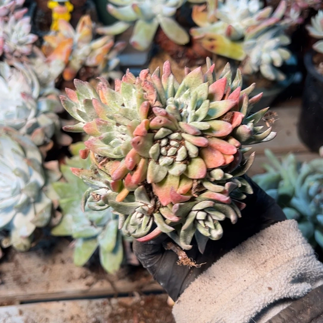 272哈哈哈哈哈哈哈哈