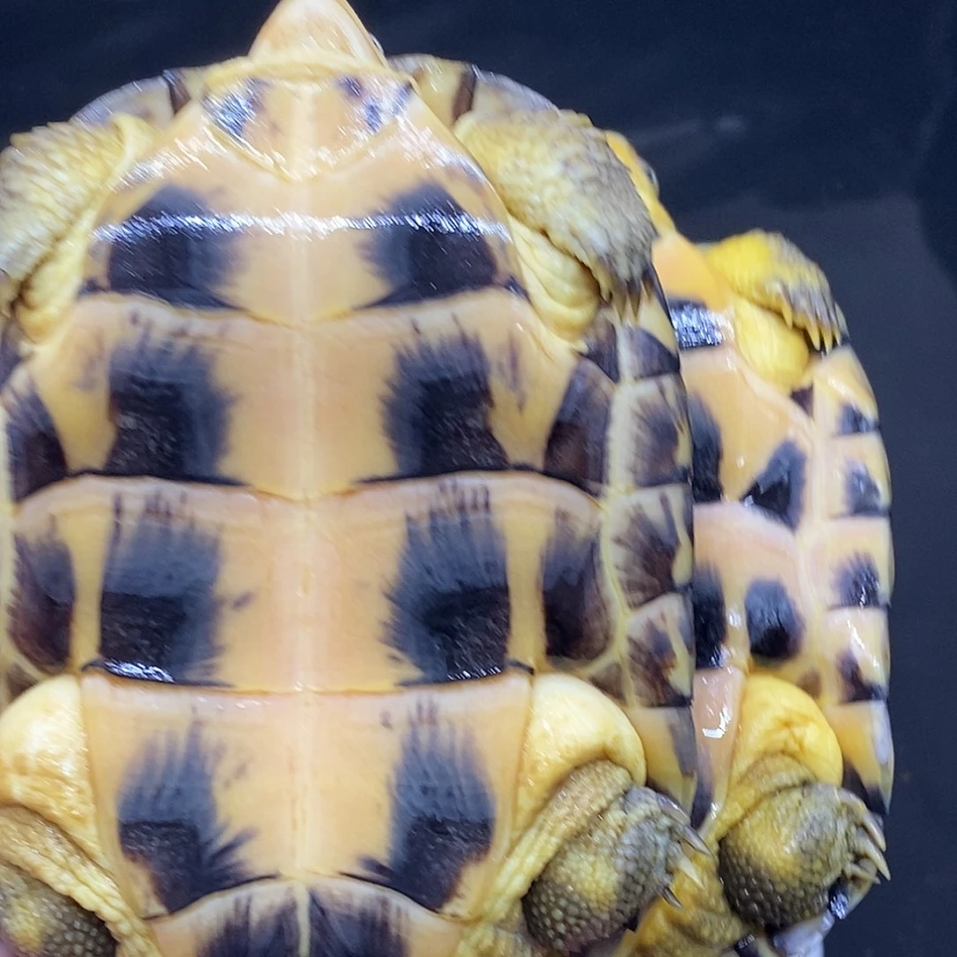 ****望绿毛龟母黄喉小青龟