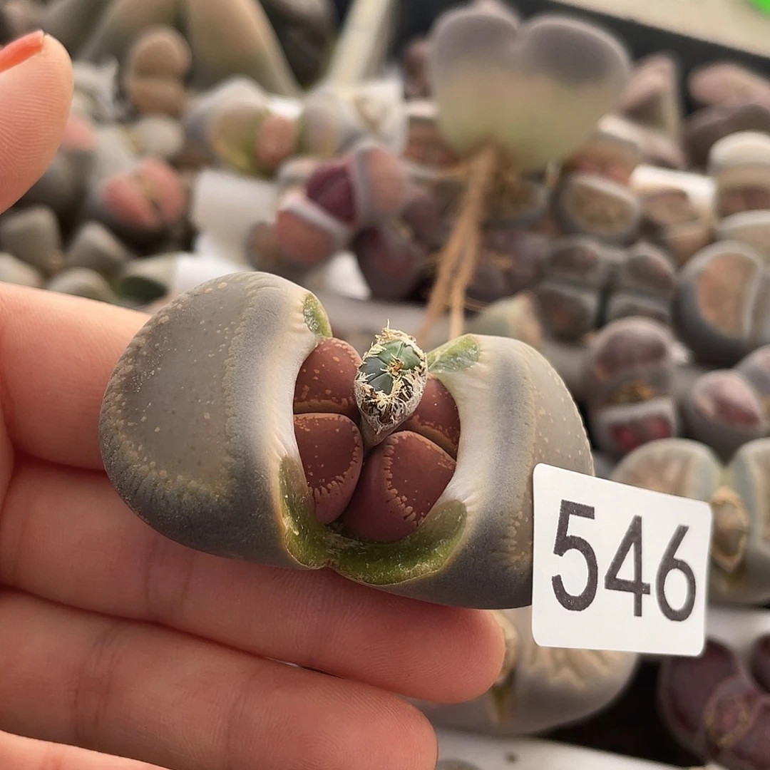 生石花一颗5460000