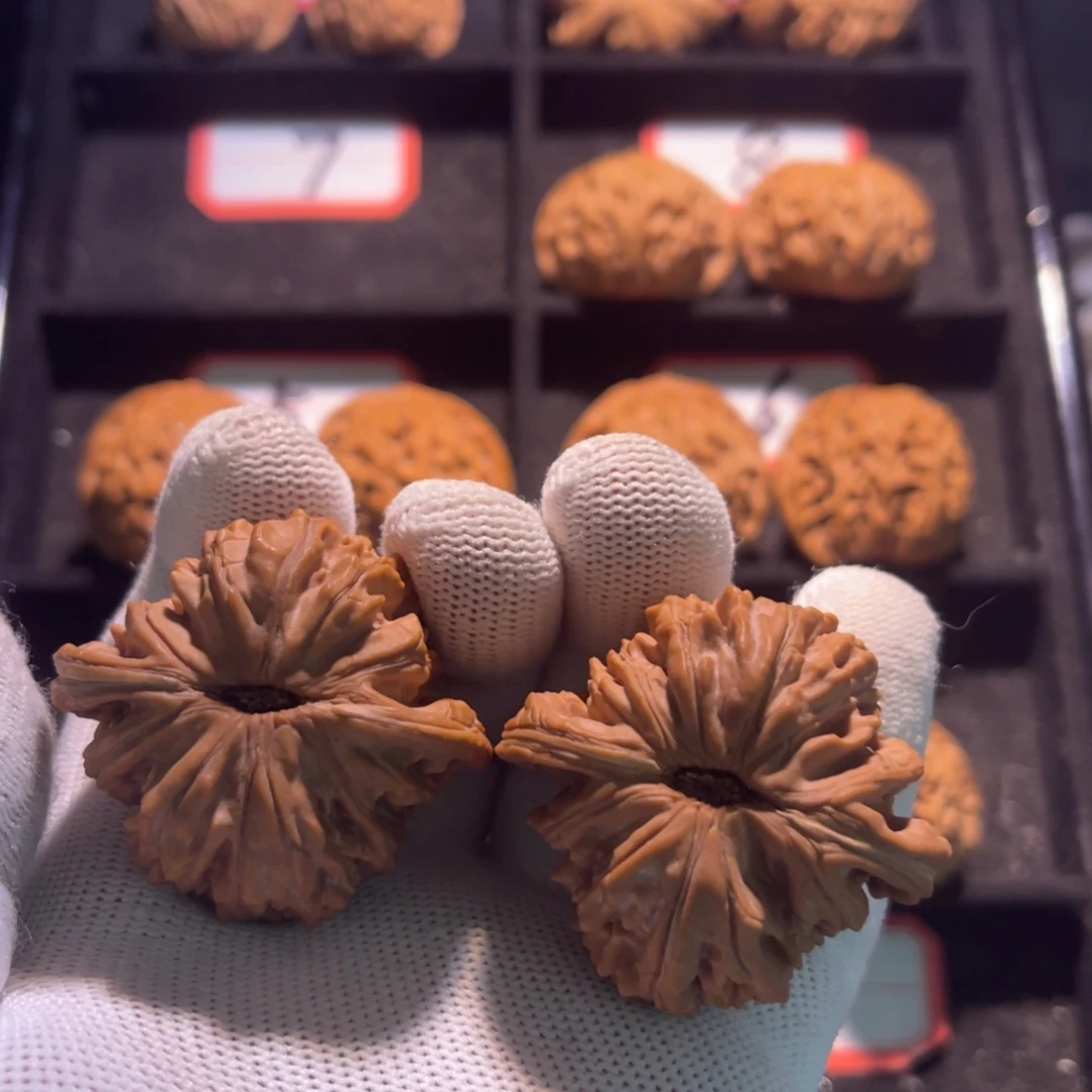 卡***丑秦皇岛山地果全品09