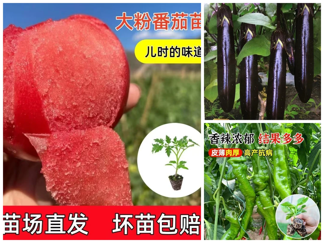 毛粉西红柿苗10颗+螺丝椒苗10颗+紫黑长茄子苗10颗