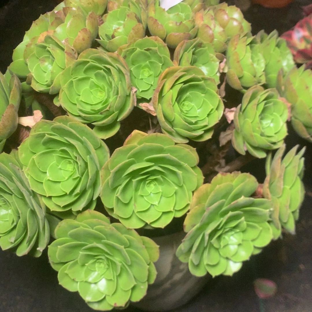 121万圣夜多肉植物
