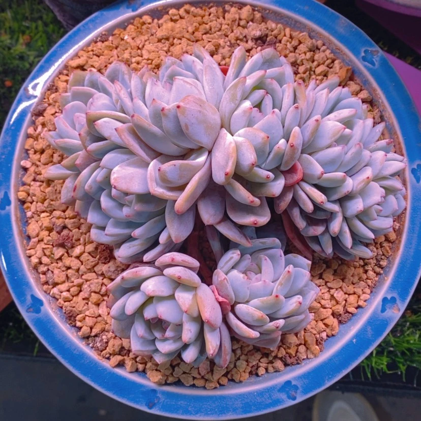 【闪购商品】㒳1111111