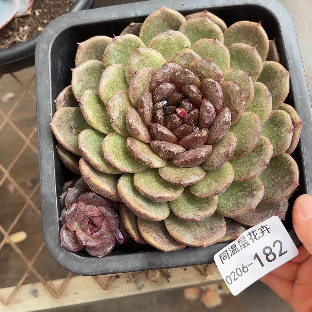 同温层多肉水晶182