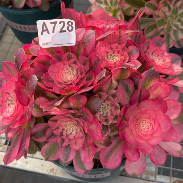 728荔枝20厘米左右