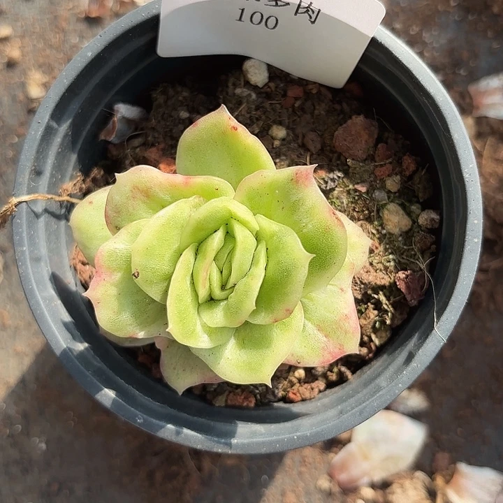 闪吼100呀呀呀呀户外呀呀呀