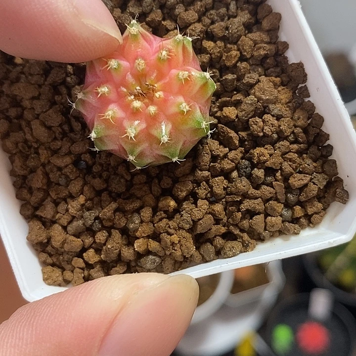 泰系轮回——带盆土发货5