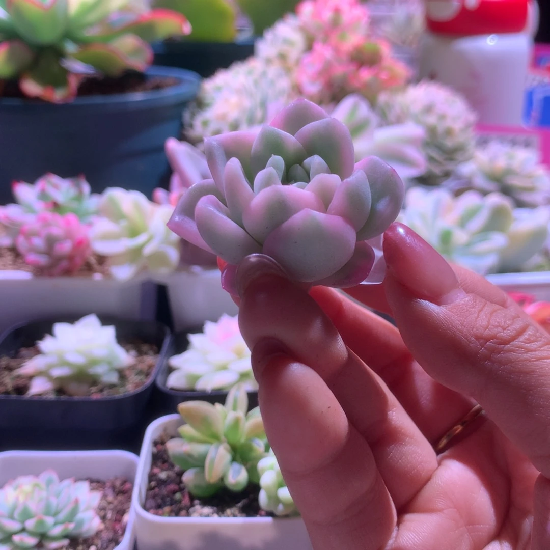 冰月亮覆轮锦砍头