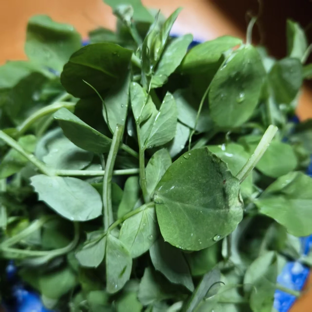 农家自种豌豆荚新鲜脆嫩