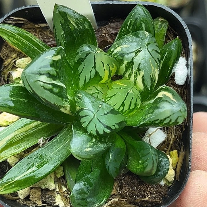 68双头大窗花水晶玉露锦